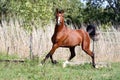 Arabian breed horse galloping across a green summer pasture Royalty Free Stock Photo