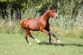 Arabian breed horse galloping on pasture against green reed