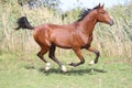 Arabian breed horse galloping on pasture against green reed Royalty Free Stock Photo