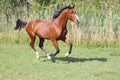 Arabian breed horse galloping on pasture against green reed Royalty Free Stock Photo