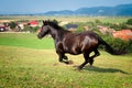 Arabian brown horse running at the farm Royalty Free Stock Photo