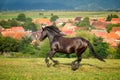 Arabian brown horse running at the farm in Romania Royalty Free Stock Photo