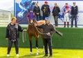 The arabian brown stallion Devonshir Tersk and training staff Royalty Free Stock Photo