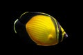 The Arabian Butterfly fish - Chaetodon melapterus Royalty Free Stock Photo