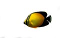 The Arabian Butterfly fish - Chaetodon melapterus Royalty Free Stock Photo