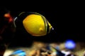 The Arabian Butterfly fish - Chaetodon melapterus Royalty Free Stock Photo