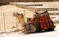 Arabian Camel Royalty Free Stock Photo