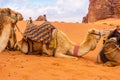 Arabian Camel adult resting in the red desert Royalty Free Stock Photo