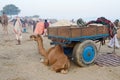 Arabian camel baby in tribal nomadic camp during cattle fair,Pushkar,India