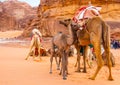 Arabian Camel calf portrait close up in the red desert Royalty Free Stock Photo