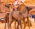 Arabian Camel calf portrait close up in the red desert Royalty Free Stock Photo