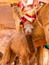 Arabian Camel calf portrait close up in the red desert Royalty Free Stock Photo