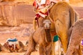 Arabian Camel calf portrait close up in the red desert Royalty Free Stock Photo