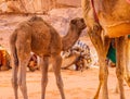 Arabian Camel calf portrait close up in the red desert Royalty Free Stock Photo