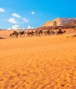 Arabian Camel caravan traveling in Wadi-Rum desert Royalty Free Stock Photo