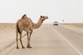 Arabian camel crossing the asphalt road Royalty Free Stock Photo