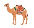 Arabian camel, desert domestic bedoin animal decorated with textile saddle. Arabic mammal profile, standing with