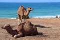 Two Arbian Camels by the seashore Royalty Free Stock Photo