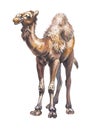 Arabian camel or Dromedary