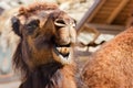 Arabian camel or Dromedary (Camelus dromedarius) Royalty Free Stock Photo