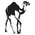 Arabian camel dromedary silhouette vector isolated illustration Royalty Free Stock Photo