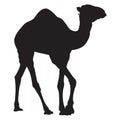 Arabian camel dromedary silhouette vector isolated illustration Royalty Free Stock Photo