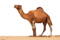 Arabian Camel isolated Royalty Free Stock Photo