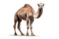 Arabian Camel isolated on white background Royalty Free Stock Photo