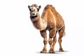 Arabian Camel isolated on white background Royalty Free Stock Photo