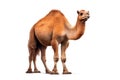 Arabian Camel isolated on white background Royalty Free Stock Photo