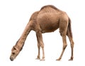 Arabian camel isolated on white background