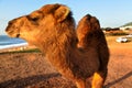 Arabian camel is laying in the sand