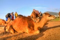 Arabian camel is laying in the sand