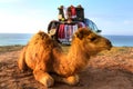 Arabian camel is laying in the sand