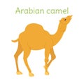 The arabian camel is standing. Australian bird in simple style Royalty Free Stock Photo