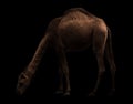 Arabian camel standing in the dark