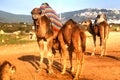 Arabian camel is standing in the sand