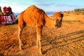 Arabian camel is standing in the sand