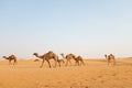 A family of Arabian camels walking across the hot desert of Riyadh, Saudi Arabia to graze Royalty Free Stock Photo