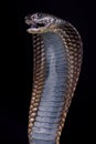 Arabian cobra Naja arabica