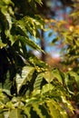 Arabian coffee branch in late summer close-up Royalty Free Stock Photo