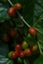 Arabian coffee tree at garden Royalty Free Stock Photo