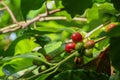 Arabian coffee tree at garden Royalty Free Stock Photo