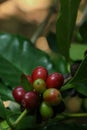 Arabian coffee tree at garden Royalty Free Stock Photo