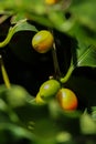 Arabian coffee tree at garden Royalty Free Stock Photo