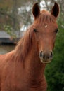 Arabian Colt Royalty Free Stock Photo