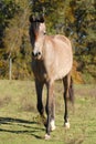 Arabian colt horse Royalty Free Stock Photo