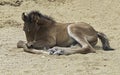 Arabian Colt Lying Down Napping in a Sandy Arena