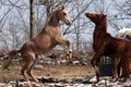 Arabian colts playing