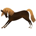 Arabian cute horse training. Equestrian curtsy. Vector isolated illustration. equestrian sport training horseback ride